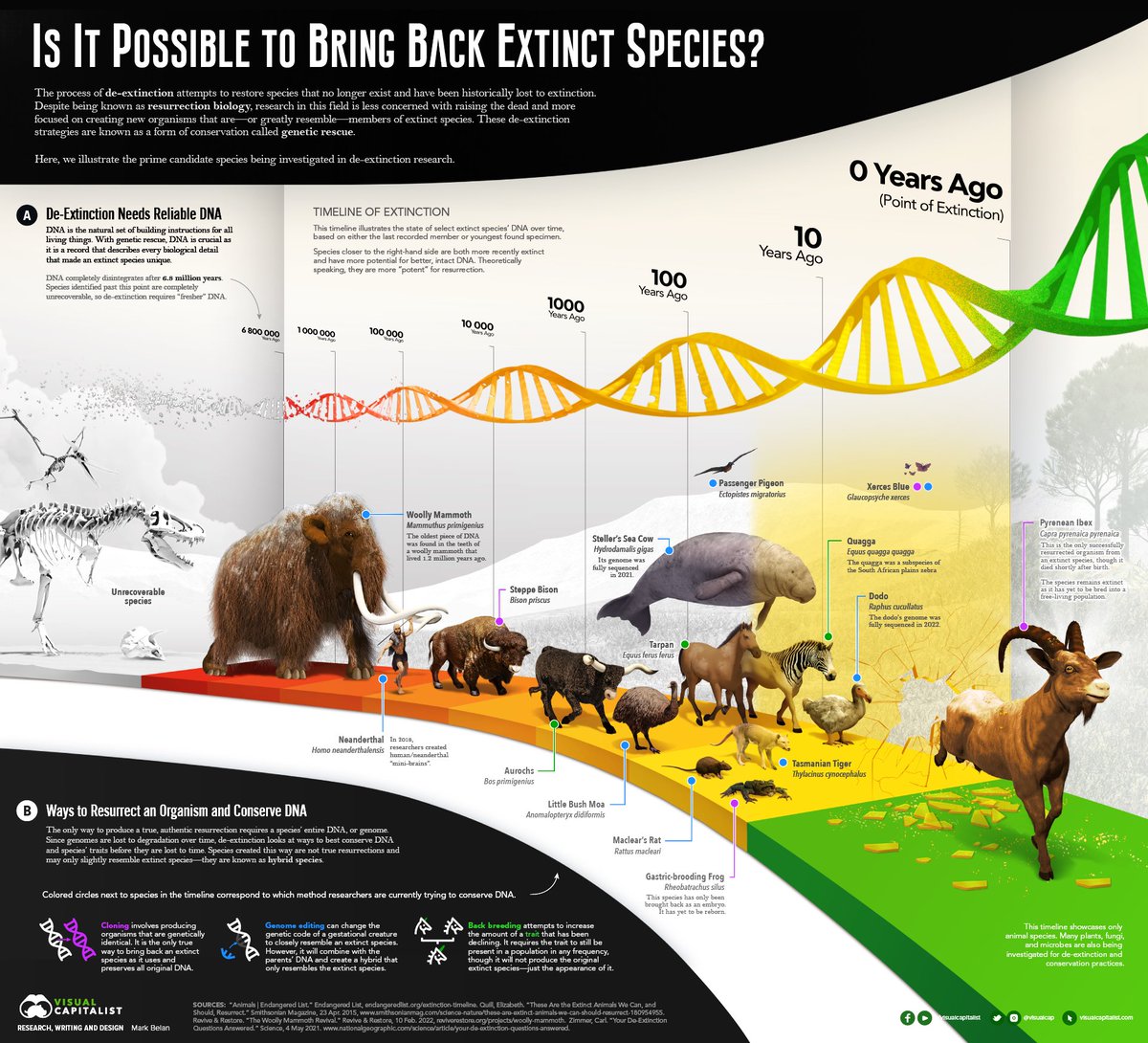 NEW PIECE: Is It Possible to Bring Back Extinct Species? 🦬🦜🦤🦣🐂☠️➡️🛟 #infographic #resurrection #extinction #deextinction #biodiversity #sciart #scivizcomm #science #informationdesign #infoviz