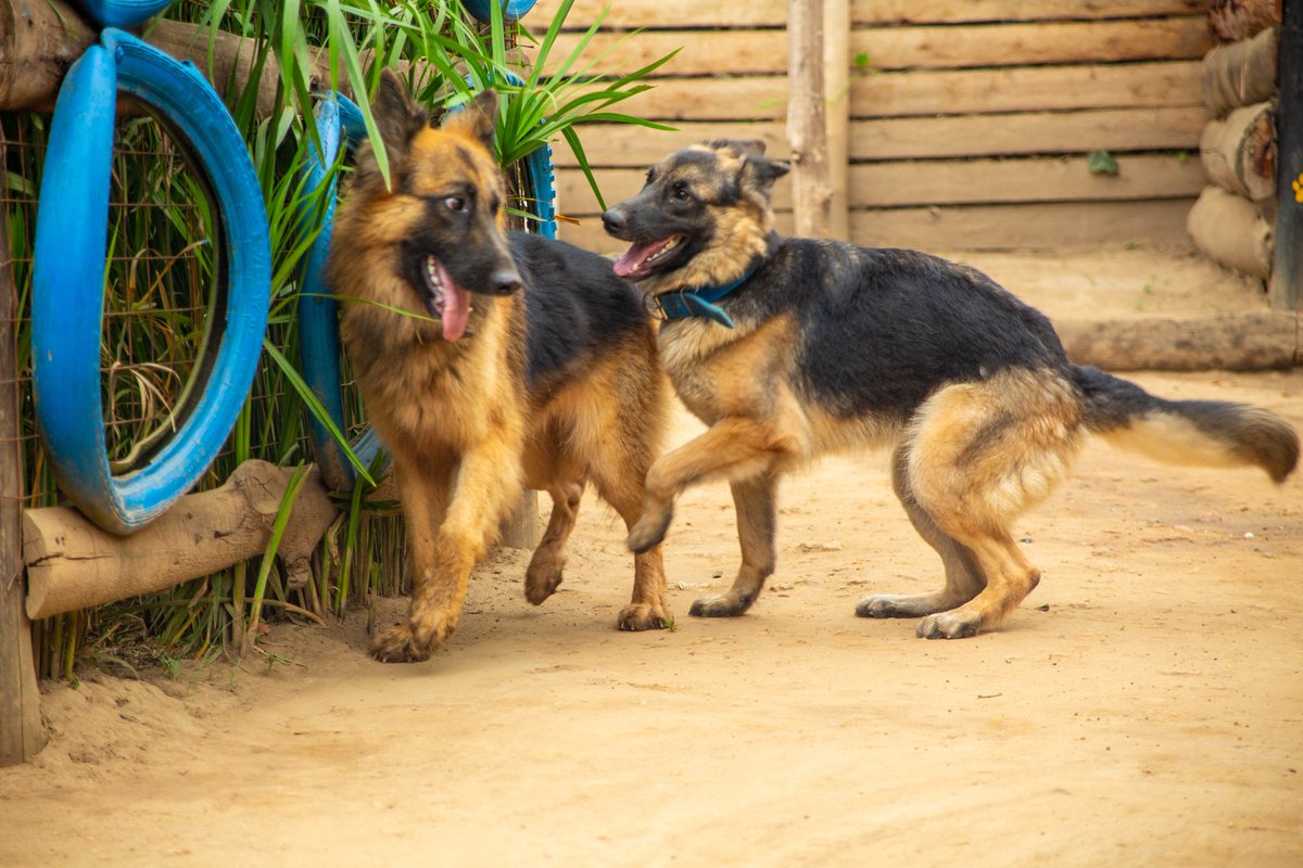 MAKAKAKRITIC's tweet photo. #weekend #dogweekend #pets #petlove #petlovers #petsoftwitter
#dogsarefamily #DogsofTwittter #dogs #GermanShepherd #GermanShepherds #germanshepherdlove #DOGLOVERS
#DogLover #doglove Meet Beast (RIP) and Shelby #dogphotography
#dogphotographer #Uganda #eastafrica https://t.co/aXpMyL9IWB