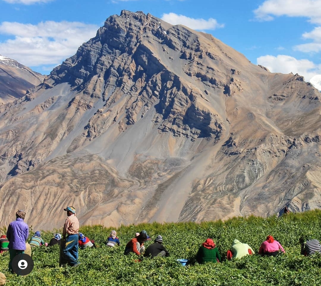 Do you wish to volunteer at a farm in Spiti’s highland villages at an altitude of 4000 m &amp; learn about the unique agricultural &amp; irrigation practices in remote mountain communities?

Write to us at discover@spitiecosphere.com to know more about our ‘Farming Feats’ program!