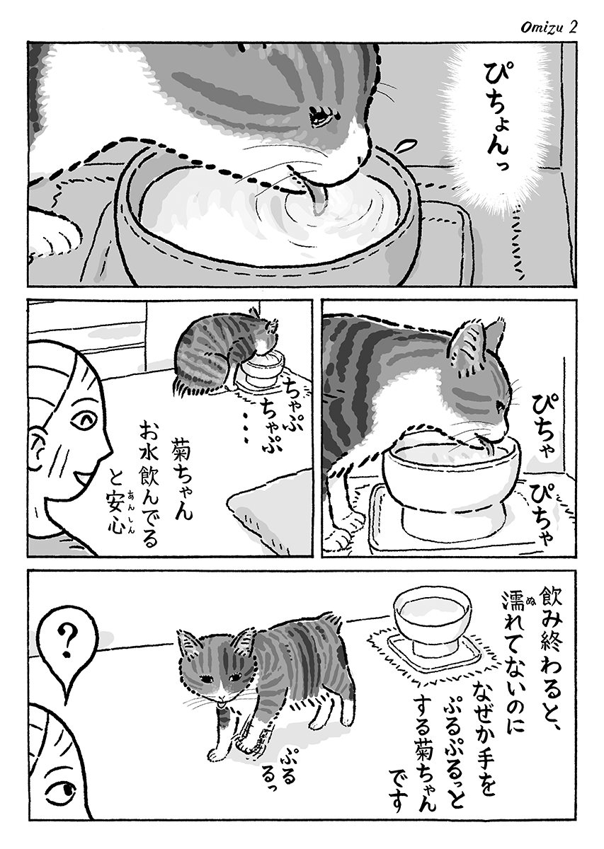 2ページ猫漫画「お水を飲む菊ちゃん」 