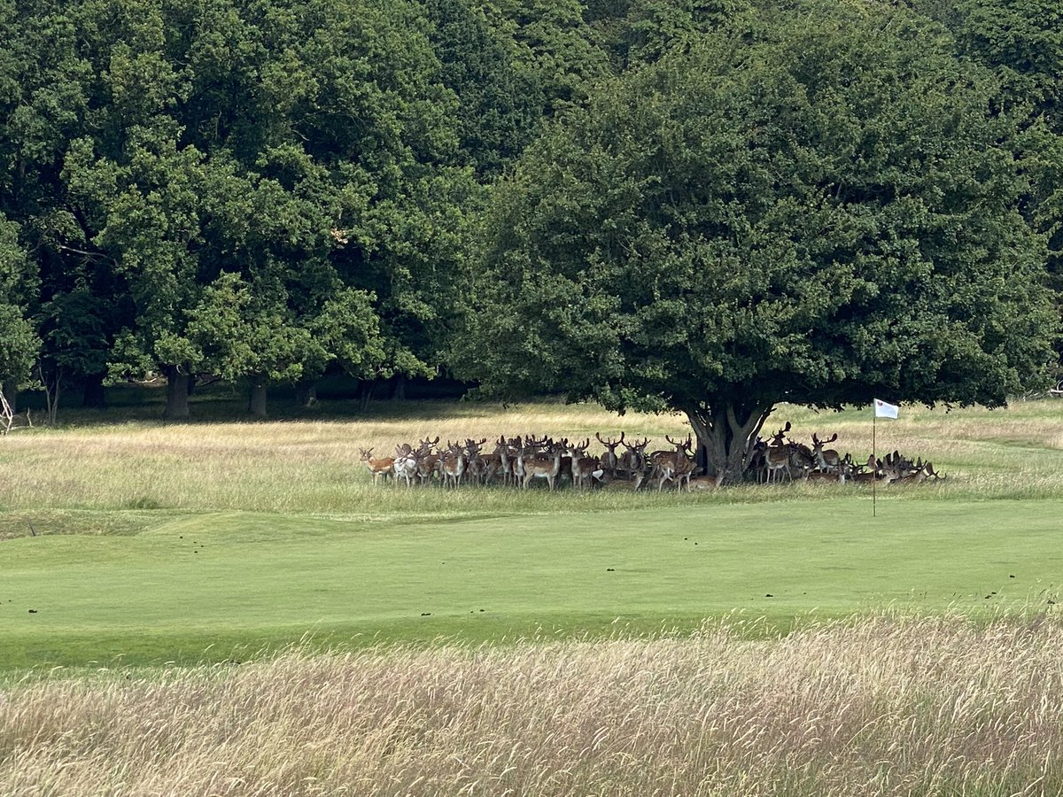 The future of golf. A multifunctional course that is free of conventional pesticides and where animals have a home and the public can picnic, bike, ride a horse, or just take a stroll, all while golfers enjoy a challenging round. What a amazing tour of Kopenhavn Golf Klub.