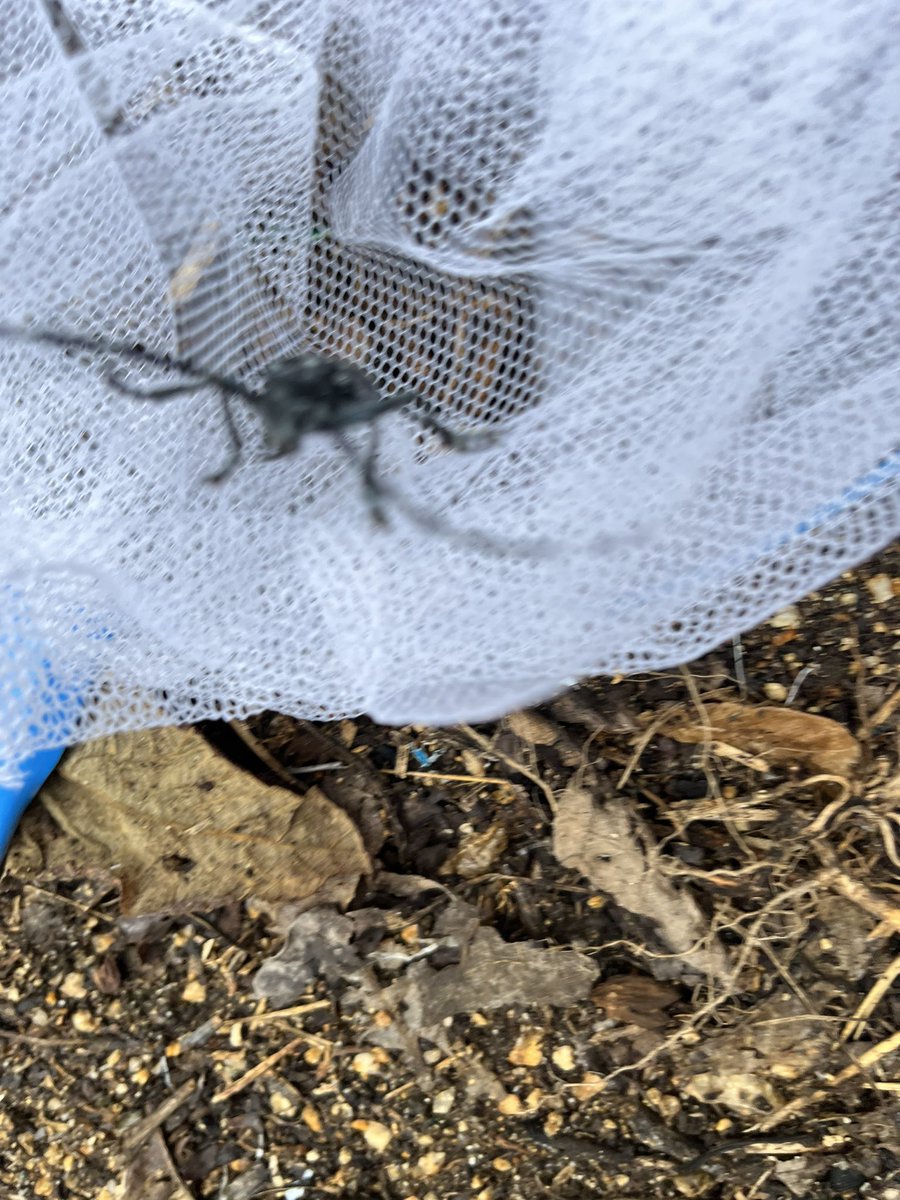 startfromzero23's tweet image. 荒ぶるカミキリムシ…

未だ素手では触れません…！！

まだまだ修行が足りません🙄笑

#みかんの天敵