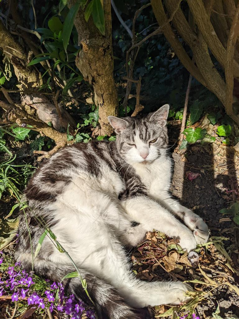 TillyTomsk's tweet photo. Taking cover. Happy #Caturday https://t.co/NQ6qVClMvl