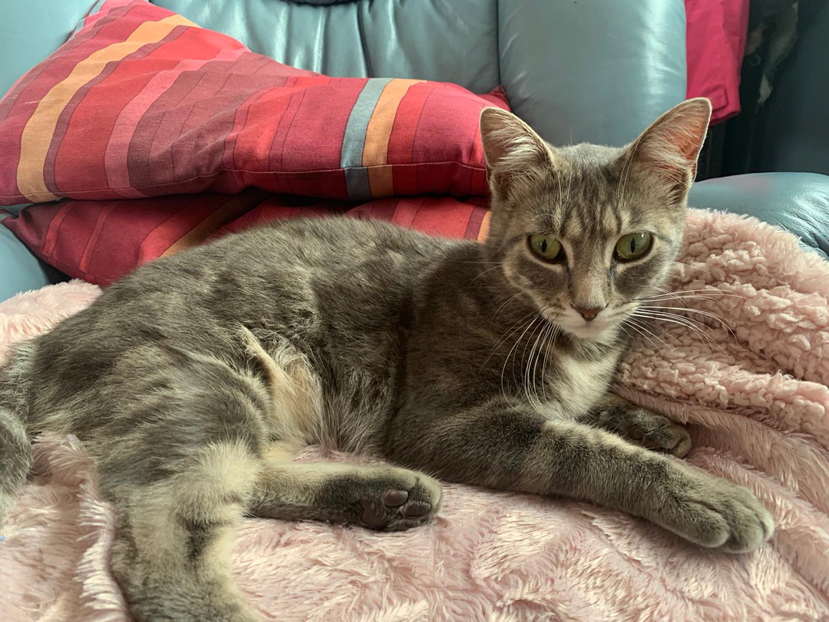 gdylan_'s tweet photo. Les humains de rennes la vous pouvez rt ça s'il vous plaît c'est mon chat elle a disparue depuis 2 jours vers saint jacques elle a un ptit collier rose #Rennes https://t.co/DLKHU8GuaP