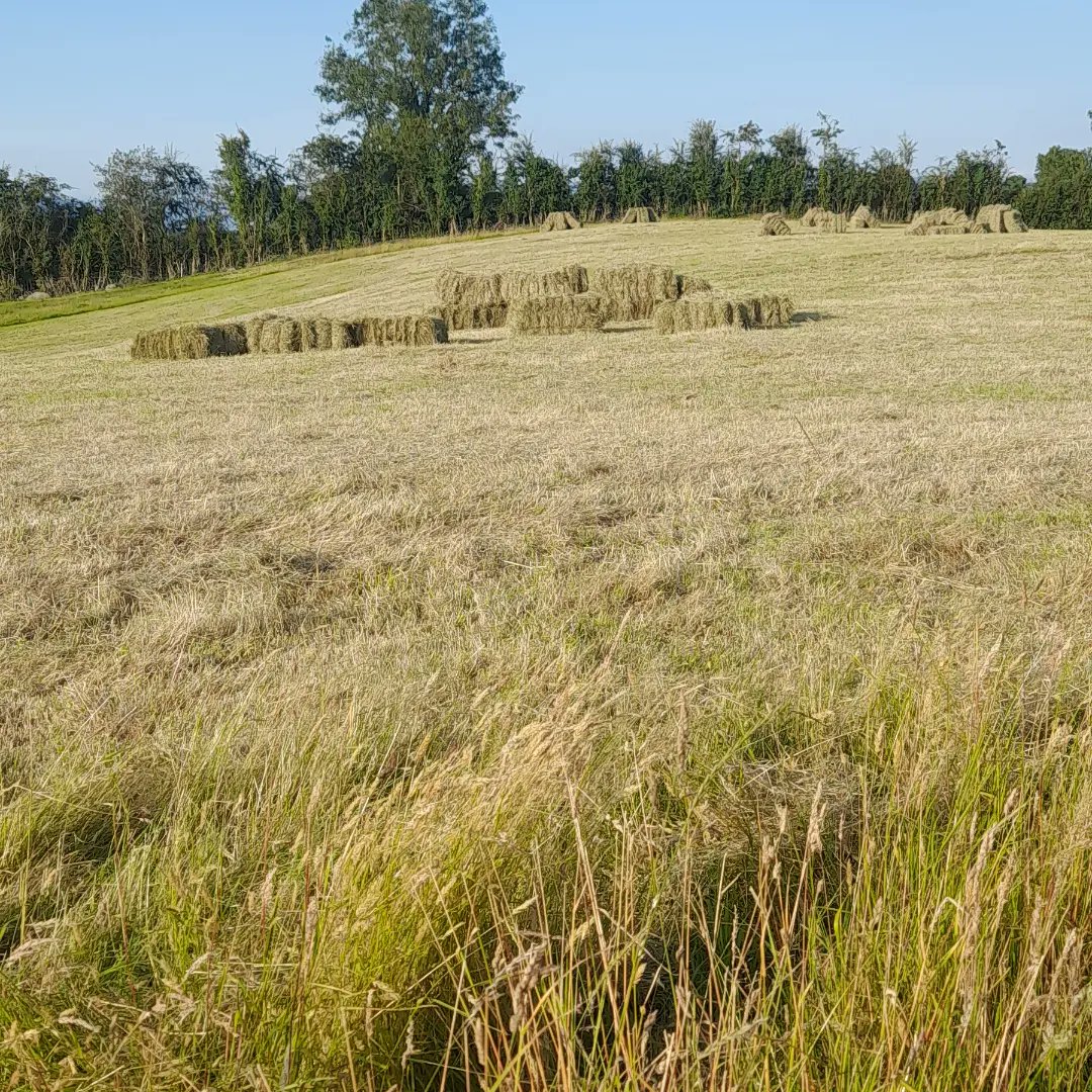 CountryClodagh's tweet photo. "Queen of the land".....Well...of my wee patch anyhoo🤠
This is my first year doing hay and I'm delighted we got that it saved as the weather was a bit sketchy at times.
#womeninag #queenoftheland #farmqueen #hayseason2022 #farmherlife https://t.co/igO2lFjJZR