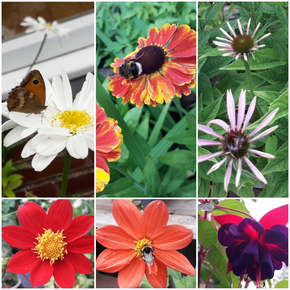 KateSalter3's tweet photo. Bees and butterfly included as part of my #SixOnSaturday #bees #Butterflies https://t.co/I76qAWlbPV