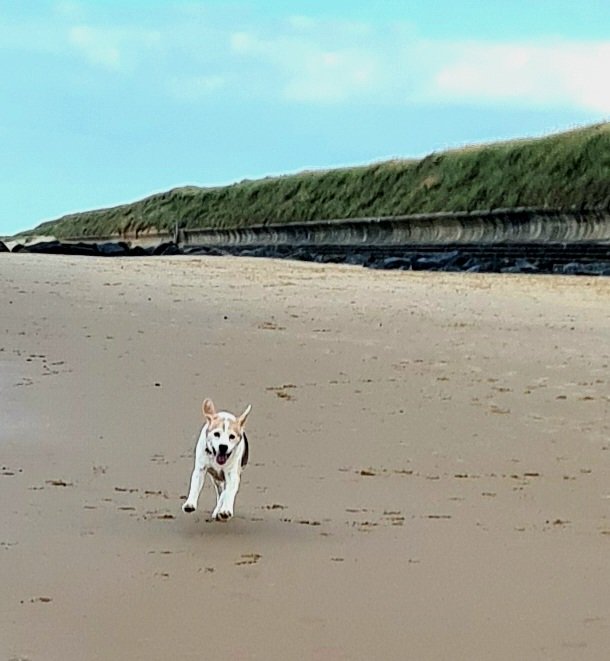 Woo hoo!! They took me to the beach 🐾🐾🐾