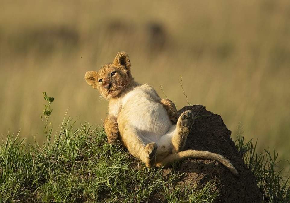 I'm in urgent need of a tummy rub 🦁!
Lion cub shows off its very full belly after feasting on a zebra [ 🦓 ]

TAG a friend who should also see this post😀👇💕
___
#TanzaniaRoyalTour #nobleadventuretzdmc #ads #tanzaniasafari #serengetinationalpark #lakemanyaranationalpark