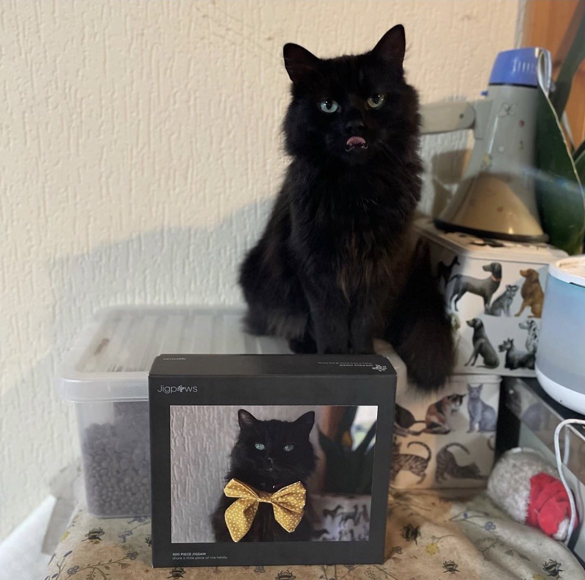 JigPawsDotCom's tweet photo. Good morning Ada… enjoy your jigsaw…! 😻

#cat #britishshorthair #britishshorthairsofinstagram #britishshorthaircat #britishshorthairblue #kitten #crazy #catlady #catmom #inlove #sofluffy #socute #cute #instacat #diva #bluecat #bluebritish #brite #danish #photogifts #jigpaws https://t.co/AnkVHyUTSP