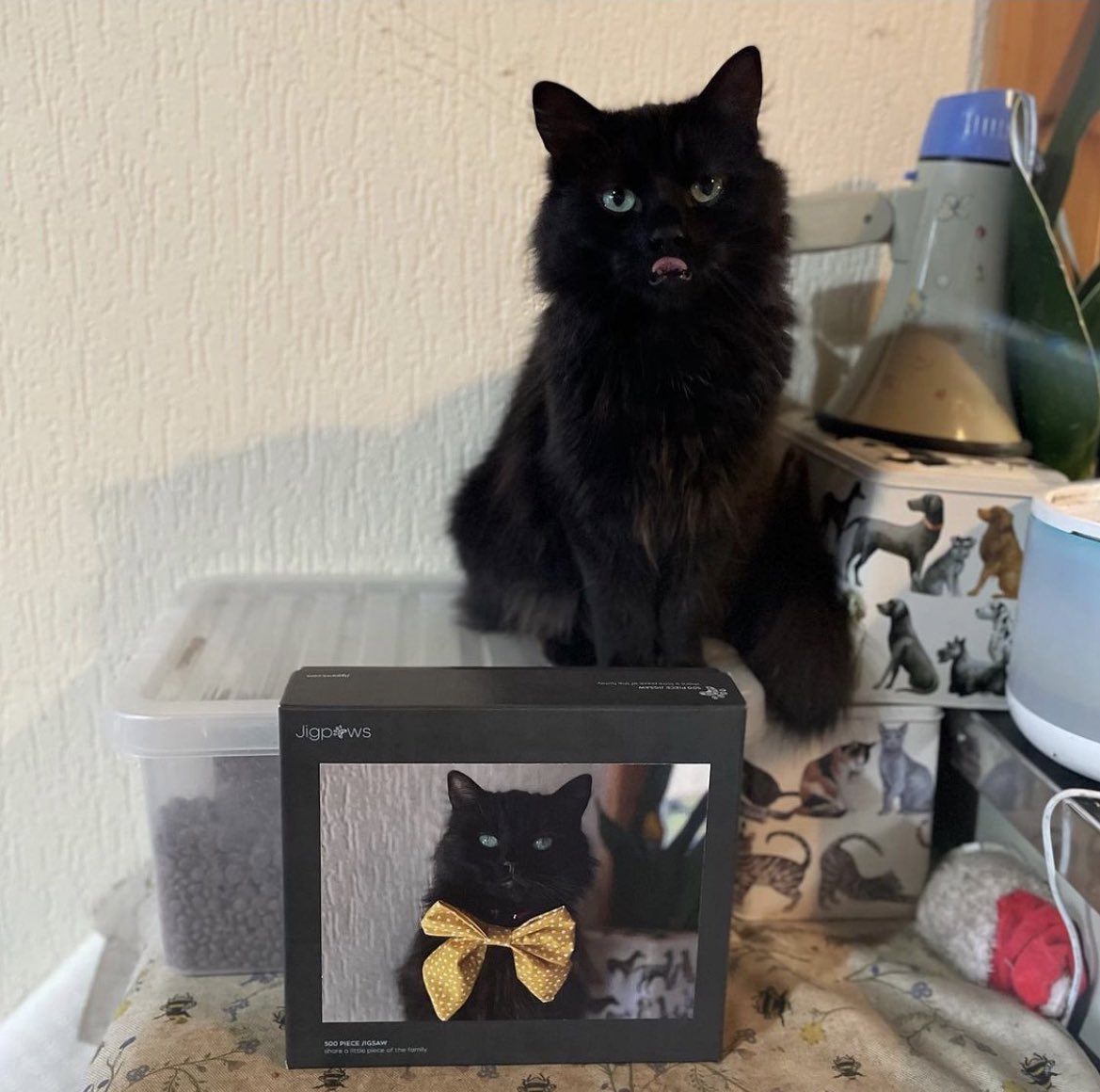 Good morning Ada… enjoy your jigsaw…! 😻

#cat #britishshorthair #britishshorthairsofinstagram #britishshorthaircat #britishshorthairblue #kitten #crazy #catlady #catmom #inlove #sofluffy #socute #cute #instacat #diva #bluecat #bluebritish #brite #danish #photogifts #jigpaws