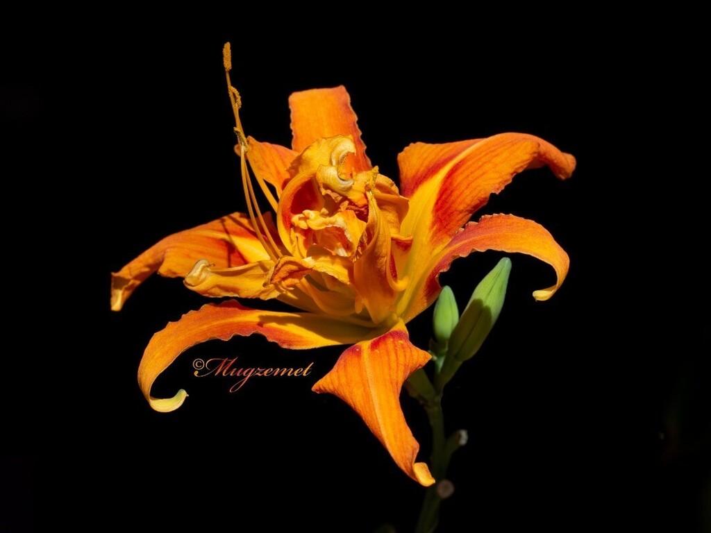 Mugzemet's tweet photo. Hemerocallis - המרוקליס
Daylily
@ my balcony
🌺
.
.
.
#Hemarocallidceae #Daylily https://t.co/t0eQV31Ycc https://t.co/ZjTf9LqVUq