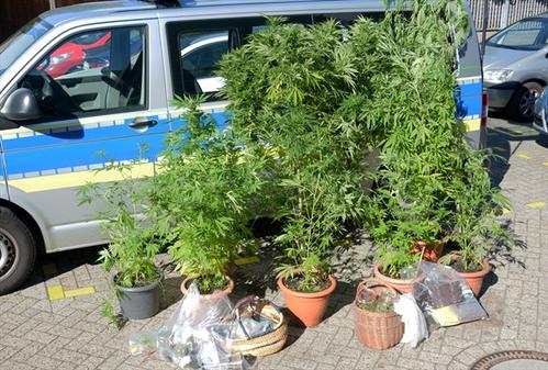 multitalentfrey's tweet photo. Wenn #Eigenbau mit Begrenzungen kommt, hilft die #Polizei sicher sehr gerne beim Zählen der Lieblinge. 😈NEIN zu OBERGRENZEN!
🥦
#Cannabis
#EntkriminalisierungSofort
#Legalisierung
#WeedMob https://t.co/EJwjgp1Or3