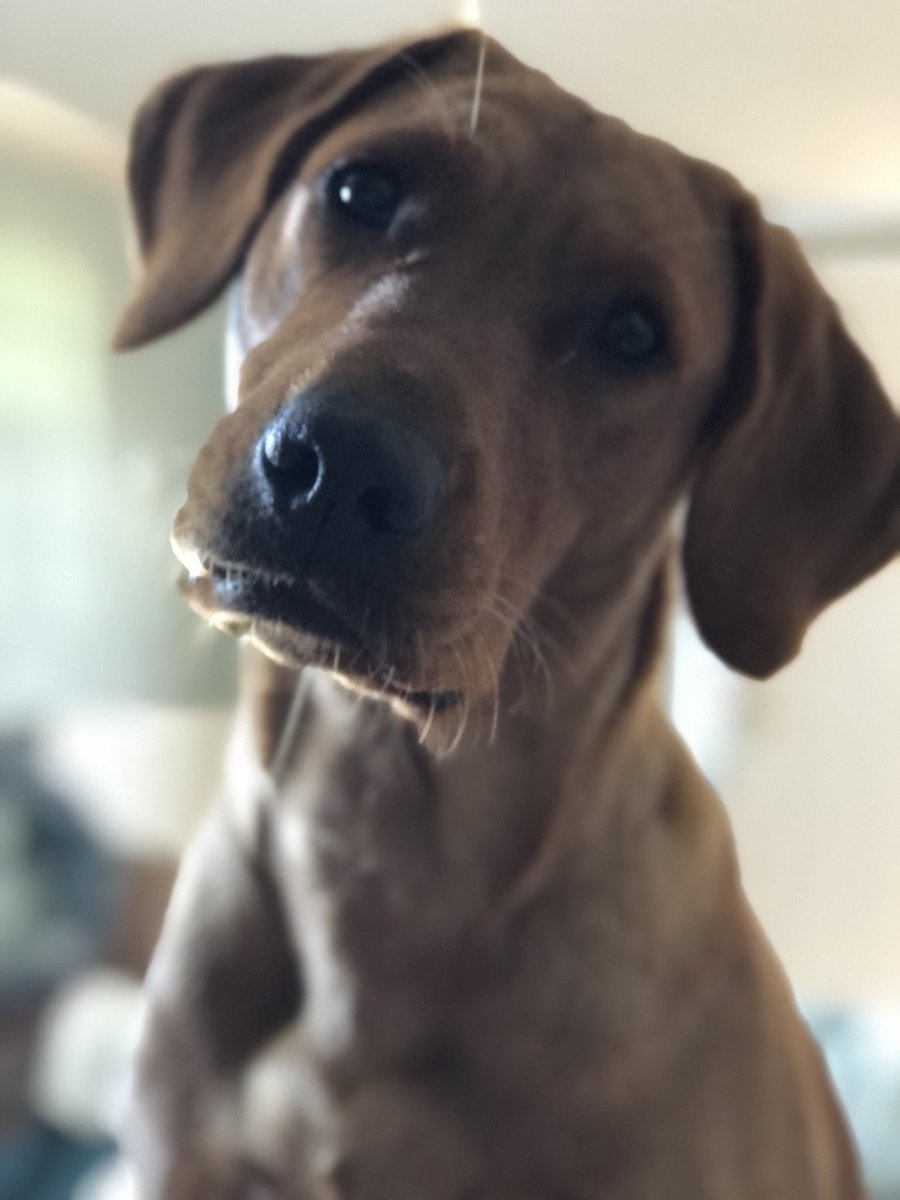 joolsdares's tweet image. This one needs a job #workingdog to stop the lawn excavation. Suggestions on a postcard. #dogsoftwitter #dogcasting #dogmodel #snifferdog #foxredlab #TherapyDog