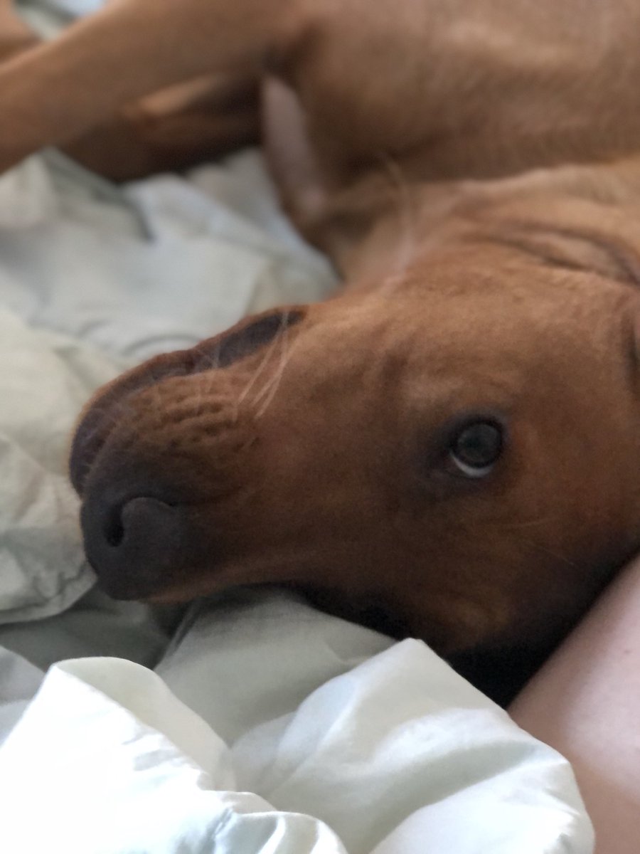 joolsdares's tweet image. This one needs a job #workingdog to stop the lawn excavation. Suggestions on a postcard. #dogsoftwitter #dogcasting #dogmodel #snifferdog #foxredlab #TherapyDog