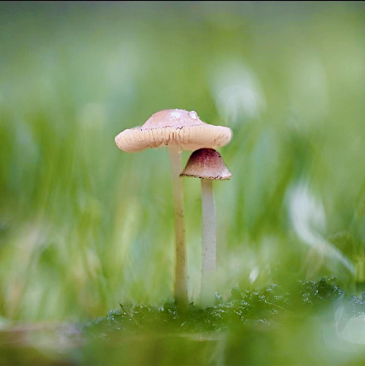 krishnaveechika's tweet photo. Nature's beauty 
#nature #NaturePhotography #photography #mushrooms #flowers #beautiful #beauty #amazing #flybies #garden #park https://t.co/gnFr6L1aie