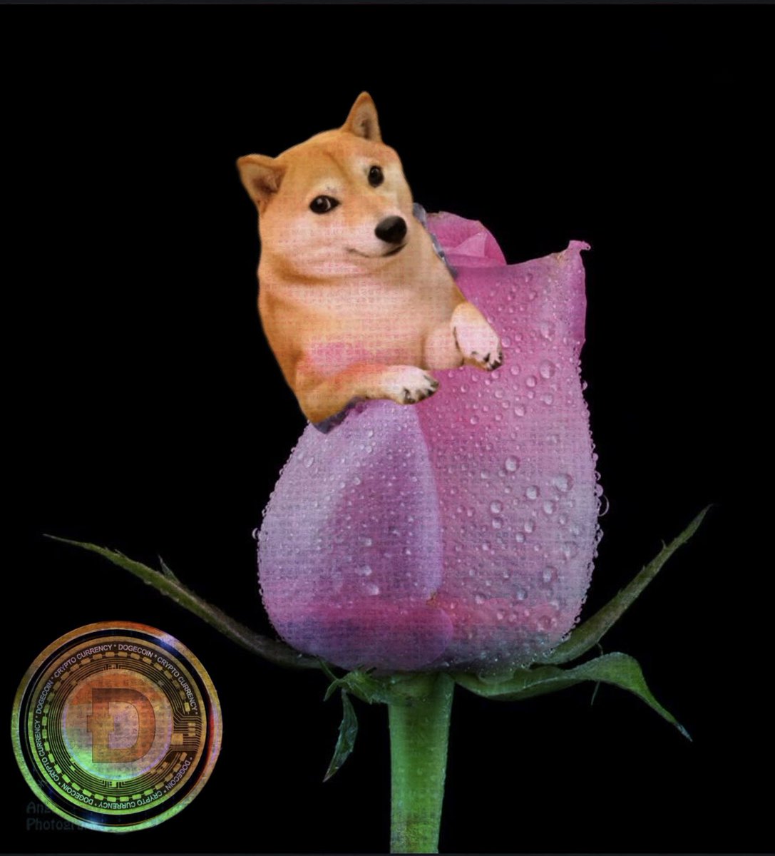 Here’s a #doge rose for all the beautiful women of my #DogeFam 💛 #DoOnlyGoodEveryday 💛 #dogecoin