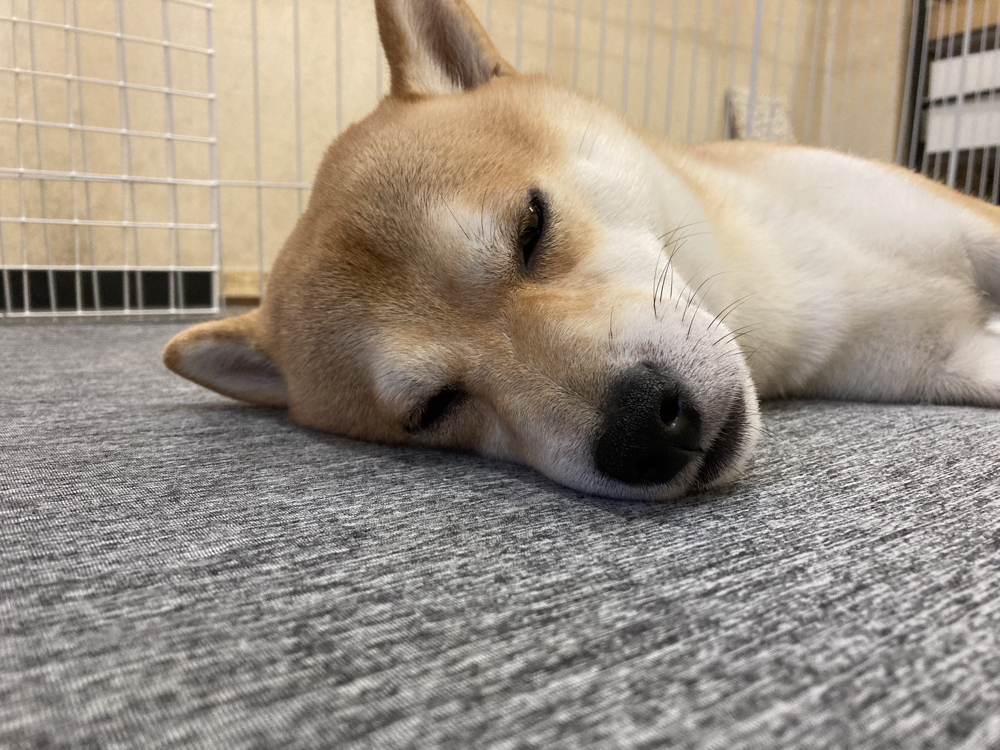 تويتر さとぼう على تويتر うとうと あたりめ 柴犬 愛犬 犬 T Co Xvgmn5gff5