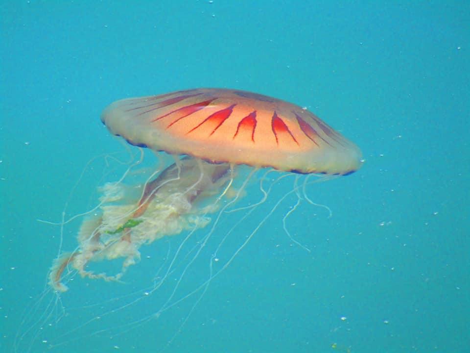 tonyriches's tweet photo. Jellyfish to puffins and dolphins: The beautiful wildlife you can see across Pembrokeshire this summer https://t.co/nQ4TU0DzWN @ElizabethBirtNQ @WTelegraph #Pembrokeshire #NaturePhotography https://t.co/QikYsiAjRz