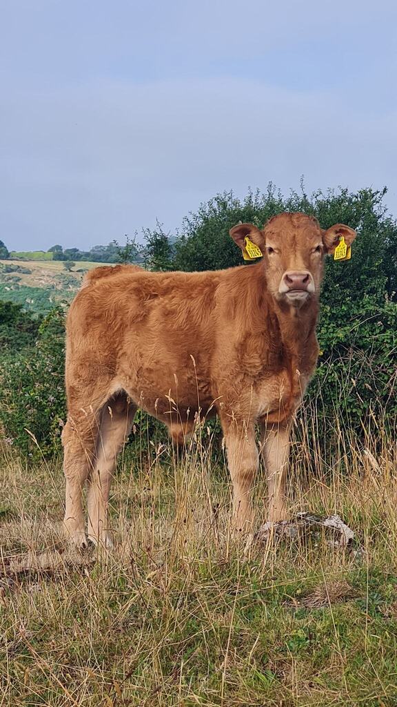 Rua Digital tweet media