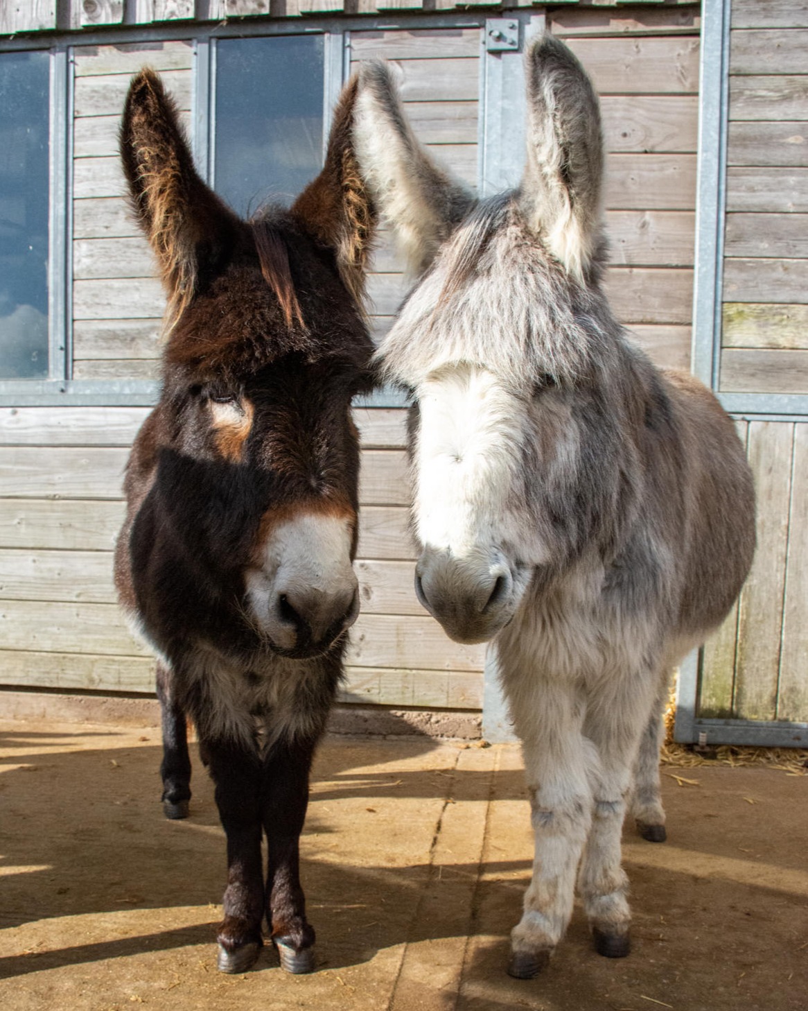 The Donkey Sanctuary (@DonkeySanctuary) / Twitter