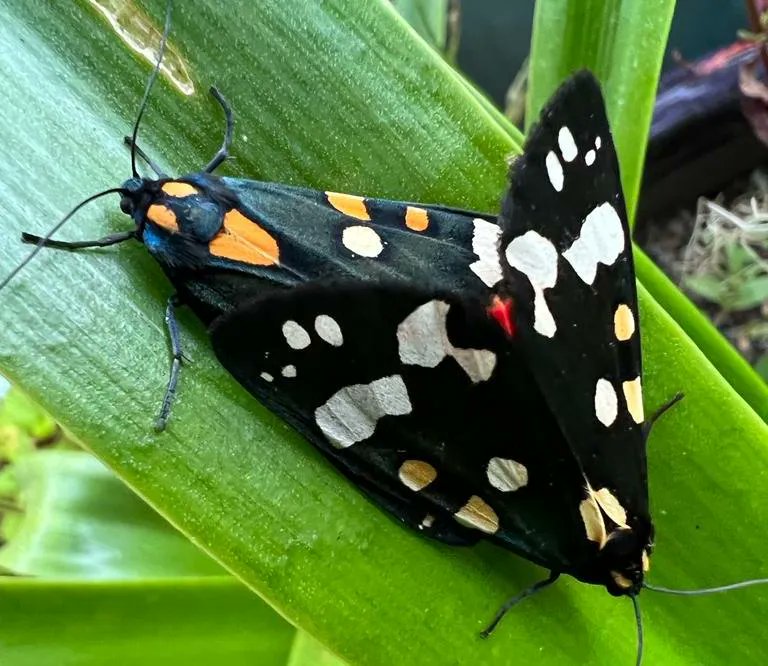DevonWildlife's tweet photo. Pesticides and other harmful chemicals don't just harm pests, but many insects which we rely on. From physical barriers to mixing your planting, we can help you go chemical-free 👉 https://t.co/EdUZGvScrS

📷 Hannah from DWT #NaturalSolutions #GetDevonBuzzing @DevonLNP @PAN_UK https://t.co/GZztqXlcBl