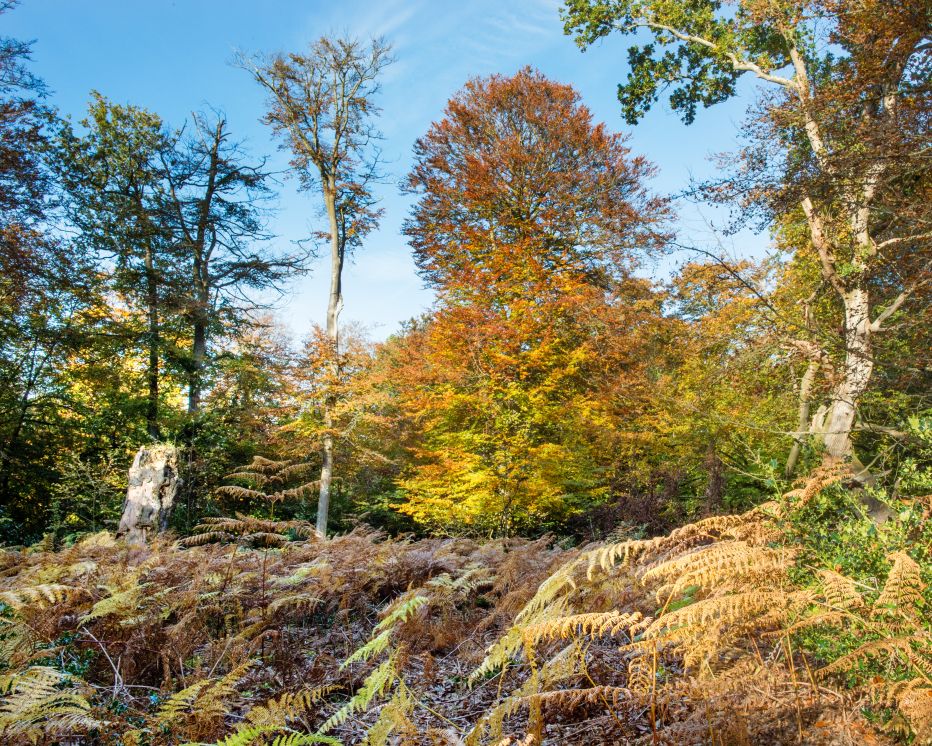 Weekend Walk: Exploring Ebernoe (3.5 miles) - read more with VantagePoint. Click vantagepointmag.co.uk/walks/weekend-… to view now!