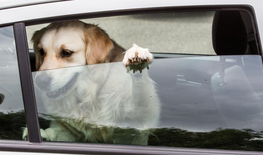 ☀️ ⚠️ Only walk dogs early in the morning or late at night if it’s cool enough and never leave them in a hot car – they can overheat and pass away in minutes. If in any doubt, skip the walk and take part in some enrichment activities at home instead. (2/3)
