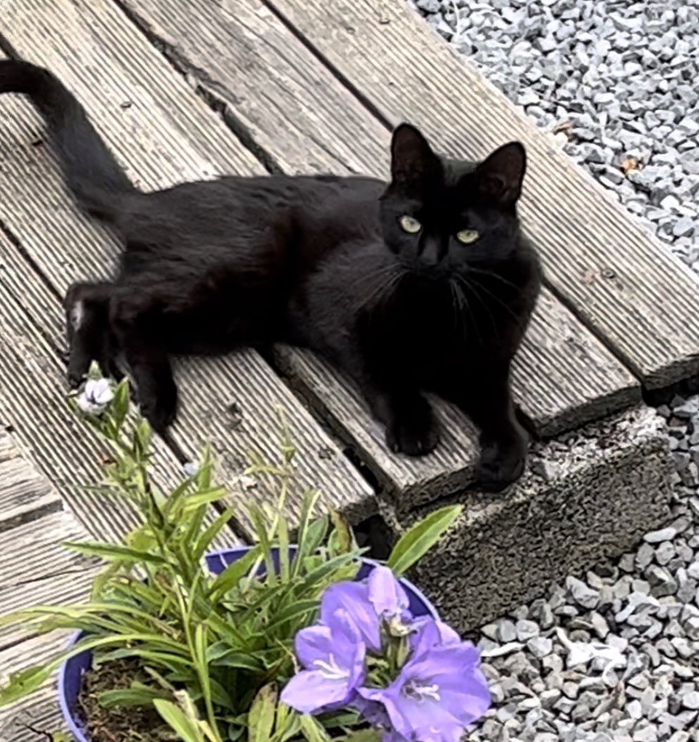 Cynthia Stewart tweet media