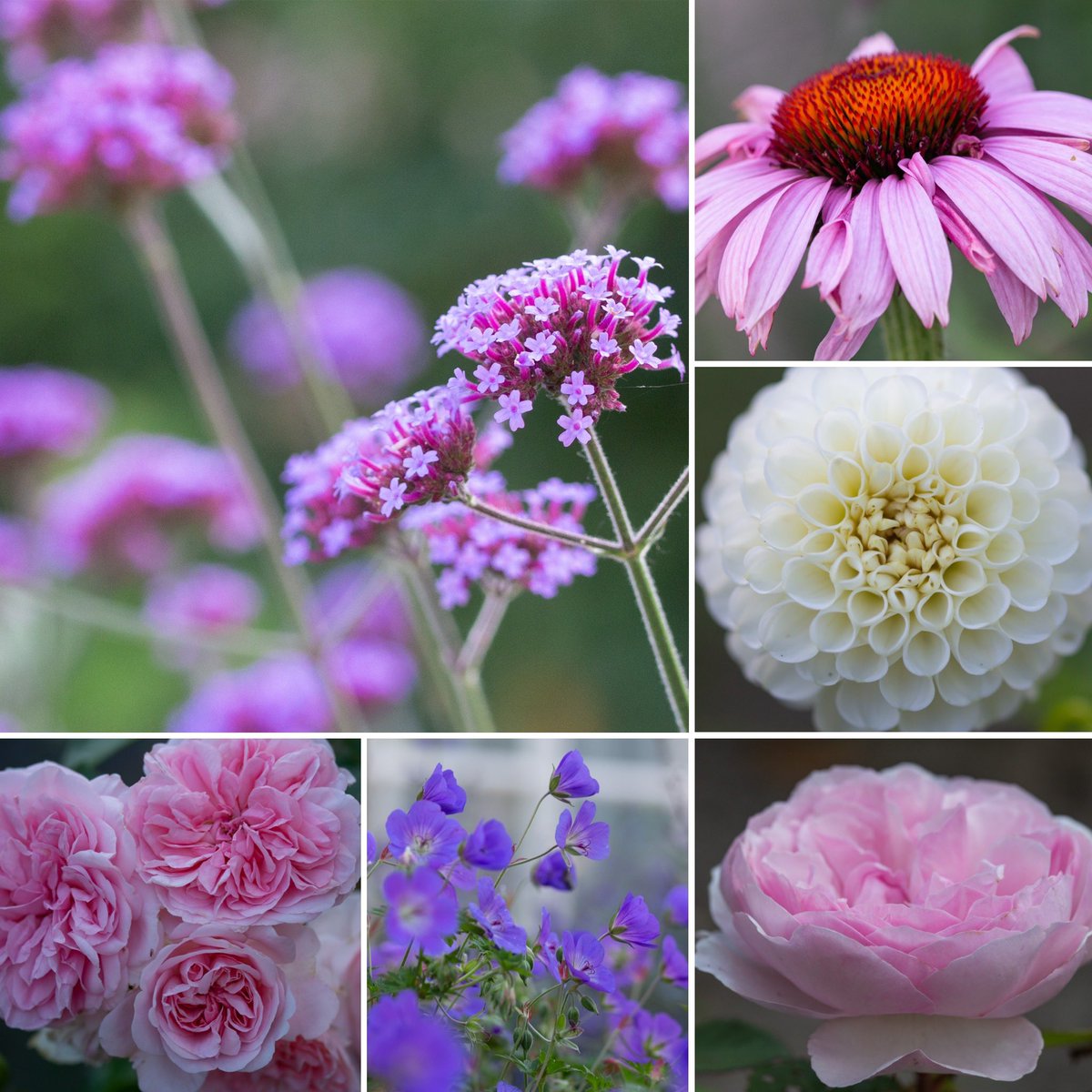 There’s so much to choose from for #SixOnSaturday! The garden is at its very best 😊🌸💕 #mygarden