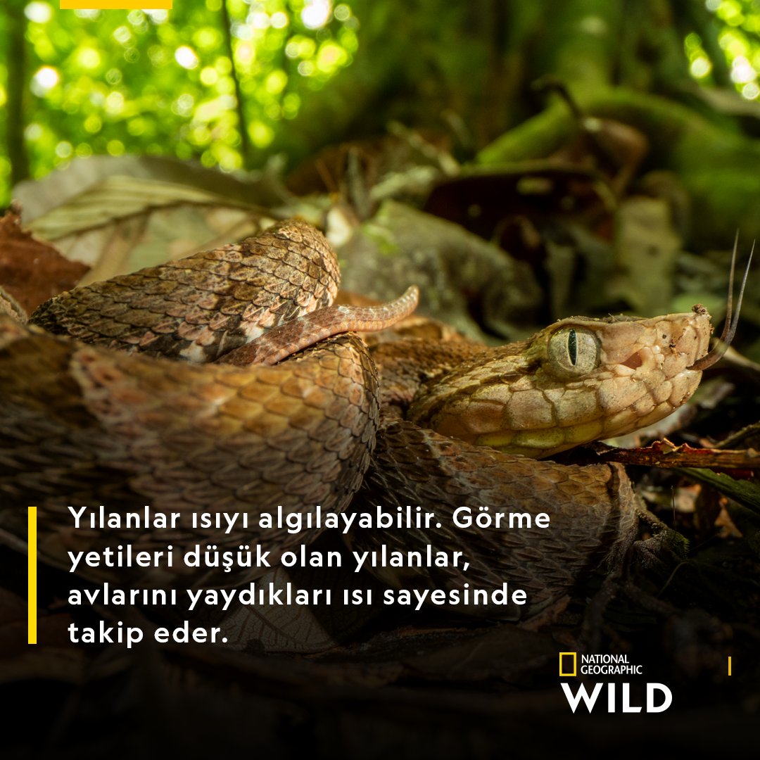 natgeotvturkiye's tweet photo. Doğanın sessiz, hızlı, ölümcül canlıları yılanların #DünyaYılanGünü kutlu olsun! https://t.co/Z39OjTKv2i