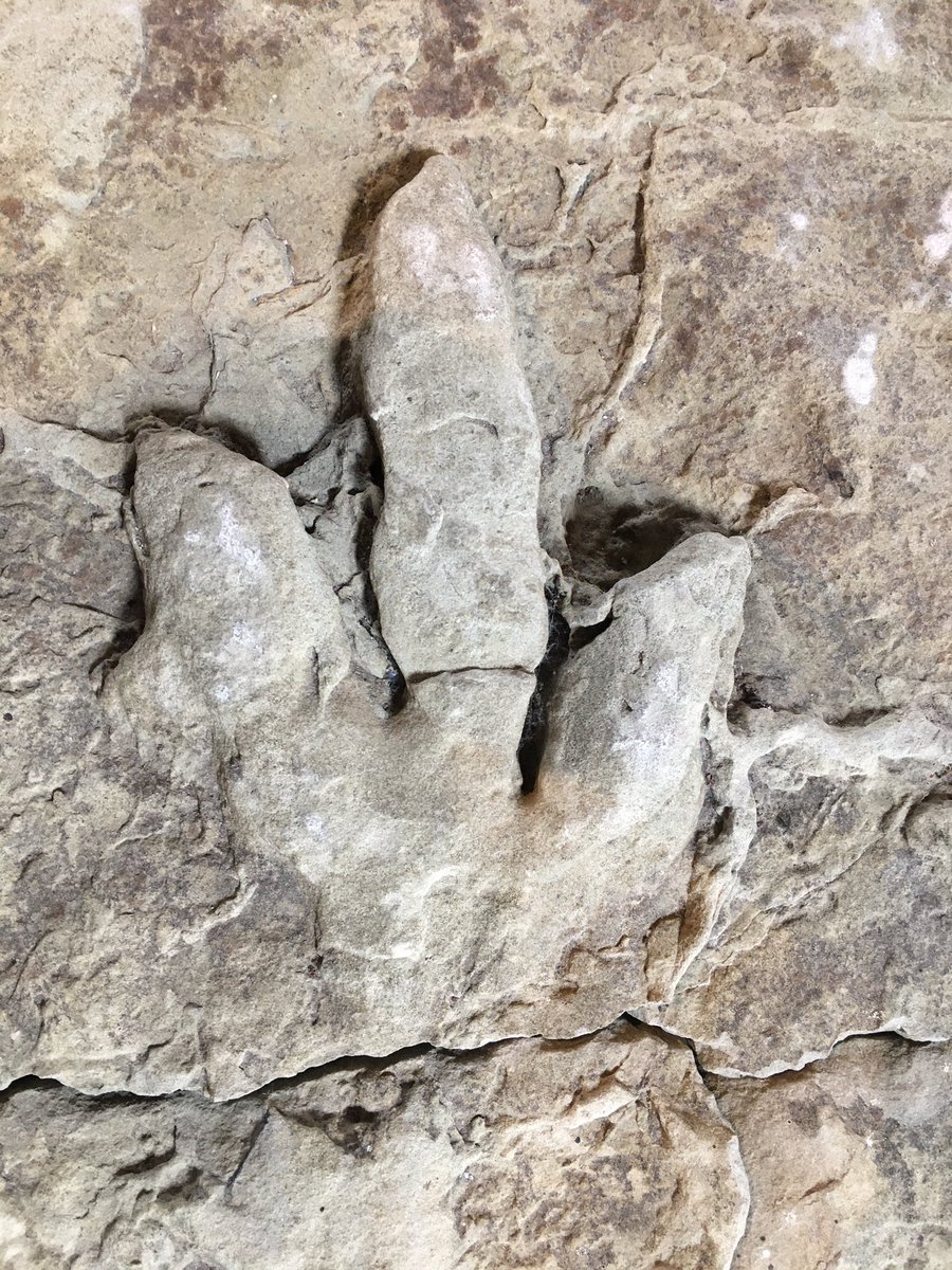 One of those special places: Staffin Museum on Skye. Dugie Ross started it as a teenager. Today it houses a charming collection of dinosaur tracks, fossil bones and shells & Highland historical artefacts. A must-visit for anyone on the Scottish dinosaur trail!