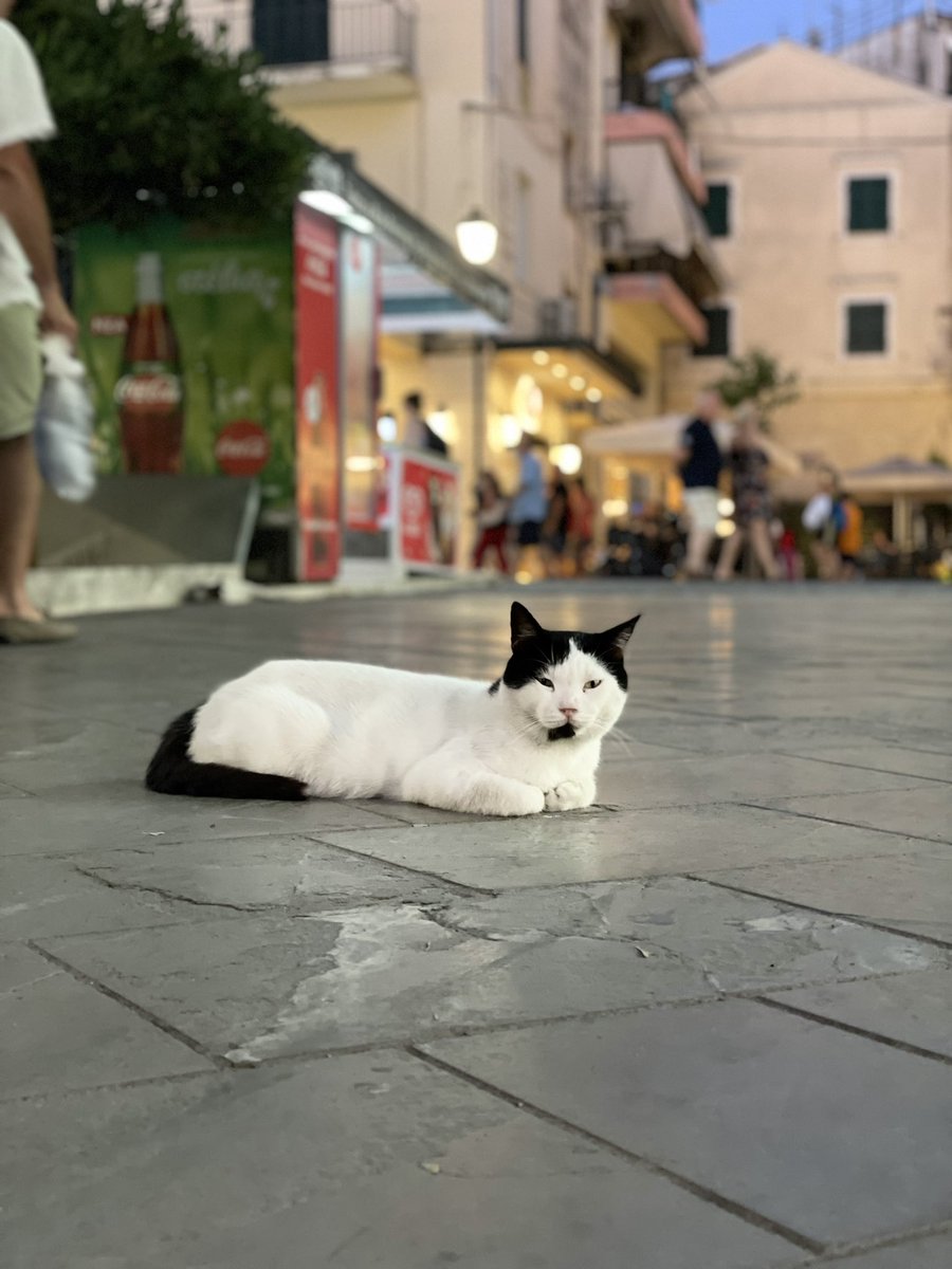 MiloJackRussell's tweet photo. Questi giorni sono dai nonni, miei padroncini sono in vacanza e mi mandano foto di gatti. C’è per caso un messaggio che devo capire? https://t.co/RQJjRjZleh