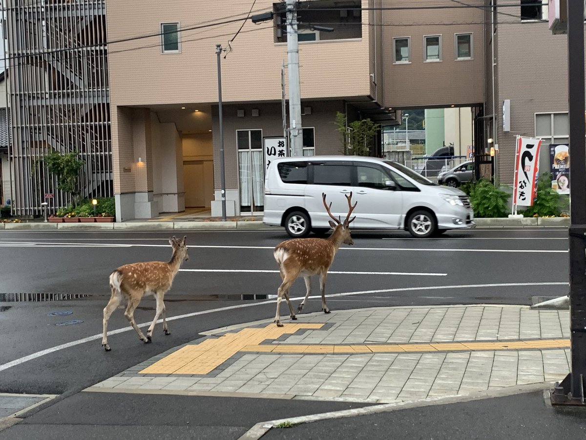Oba_salmon's tweet photo. 鹿「どうする？今日の晩ごはん焼肉にする？」 https://t.co/EF9tN6WyZe