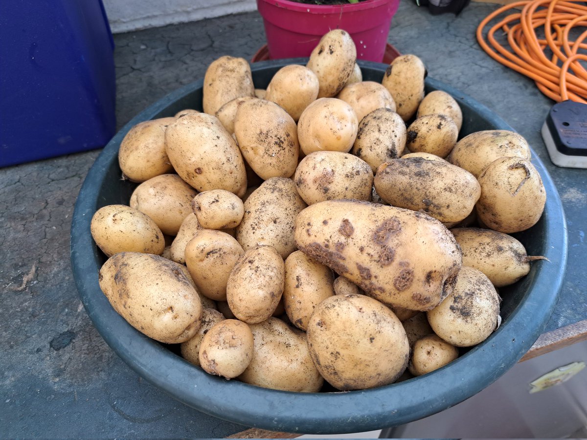 First batch of spuds from the garden.  Can't wait for the first potato salad later with all the little ones (have chives growing as well) #growyourown #gardening #goodfortheplanet #tasty