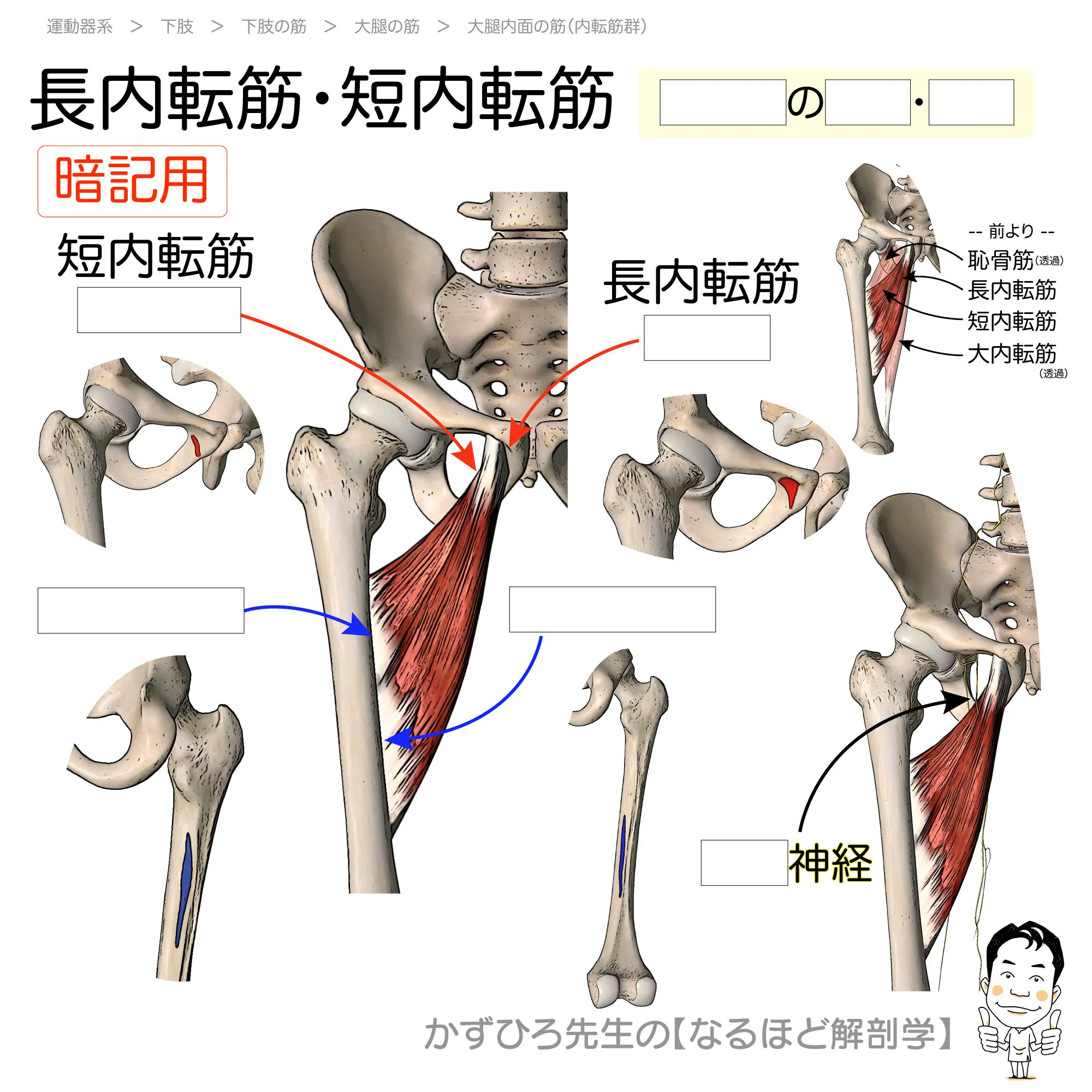 黒澤一弘（かずひろ）解剖学IT教育・指圧師・ラダック on X