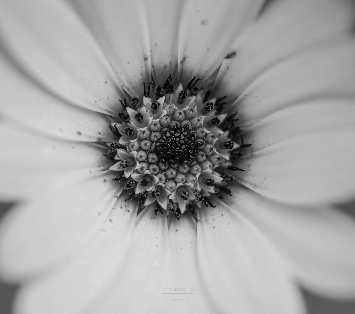 Normski09's tweet photo. Macro flower

#flower #macro #macrophotography #detail #detailing #geometry #geometryinart #beauty #mono #blackandwhitephotography #picoftheday #photographoftheday #macroart #macrodetail #flowers #weekendvibes https://t.co/adMSkT2dbr