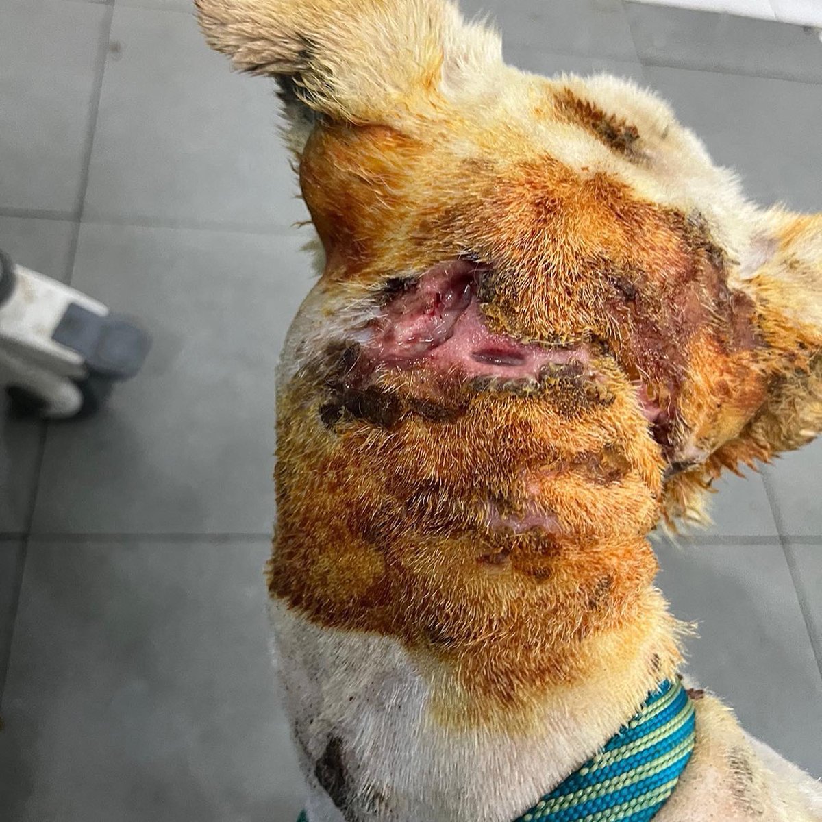 god_savethe_dog's tweet photo. RT부탁 #임보처구함 #임보처구해요 다리에 생긴 7*5센티의 부상으로 크림이는 봉합, 이식 수술을 기다리고 있습니다. 부위가 넓어 봉합시 혈행에 문제가 생기거나 걷는 데 어려움이 있을 수도 있다고 합니다. 머리와 목의 상처에선 진물과 연증이 계속됩니다 https://t.co/VdvOT7wjzX
