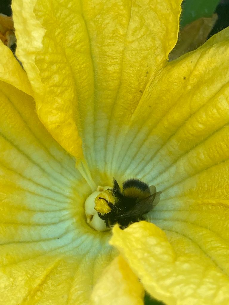 How lovely!!!  Ive found a sleepy bee in my courgettes (I poked it and it moved so defo not dead).