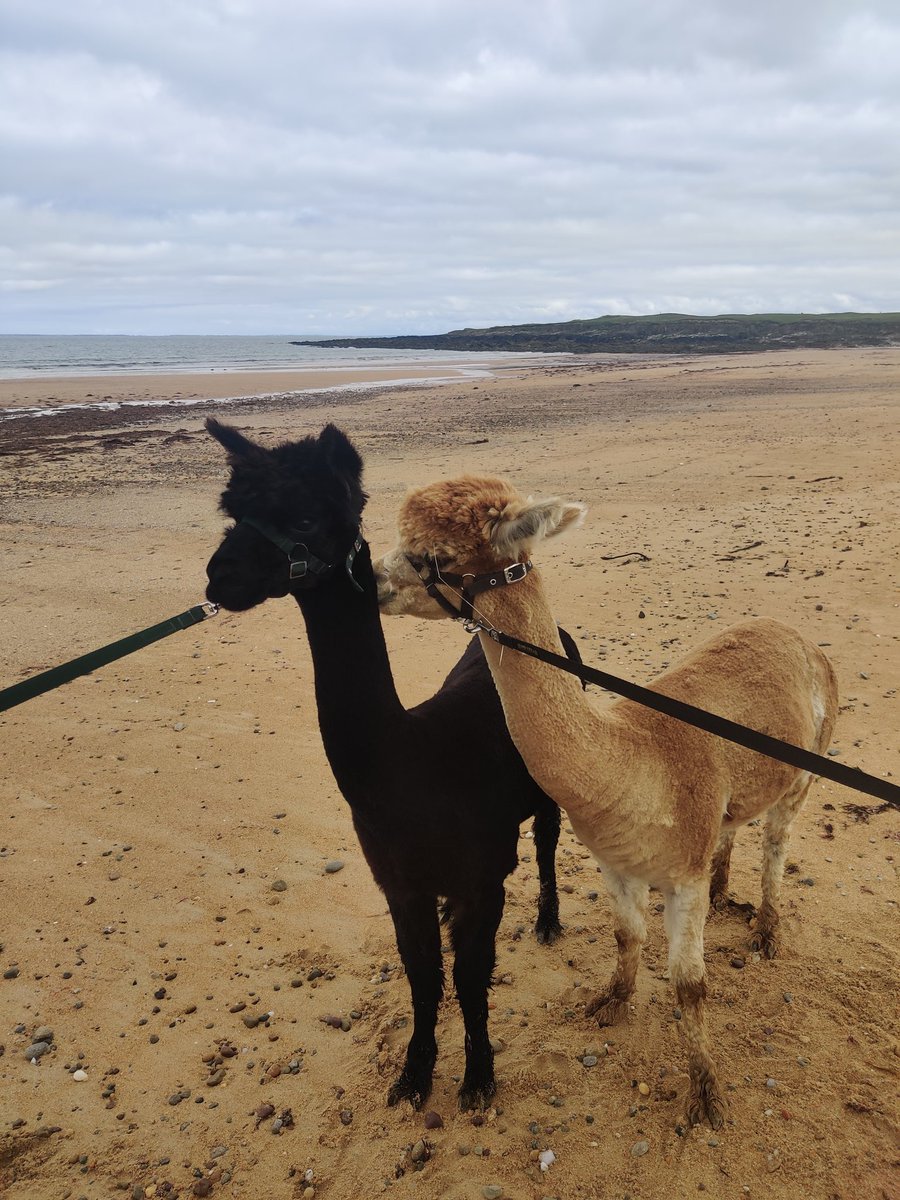 Achill Sights (@achillsights) on Twitter photo Alpacas on Achill !! family safari on golden strand best of luck to <a href="/Alpacasofachill/">achillislandalpacas</a> fantastic idea. #achill #Ireland #WildAtlanticWay <a href="/mayotourism/">Mayotourism</a> <a href="/MayoDotIE/">Mayo.ie</a> <a href="/GoToIreland/">Discover Ireland</a> <a href="/IrelandWalking/">The Ireland Walking Guide</a> <a href="/Alpacasofachill/">achillislandalpacas</a> <a href="/wildatlanticway/">Wild Atlantic Way</a> Alpacas on Achill !! family safari on golden strand best of luck to <a href="/Alpacasofachill/">achillislandalpacas</a> fantastic idea. #achill #Ireland #WildAtlanticWay <a href="/mayotourism/">Mayotourism</a> <a href="/MayoDotIE/">Mayo.ie</a> <a href="/GoToIreland/">Discover Ireland</a> <a href="/IrelandWalking/">The Ireland Walking Guide</a> <a href="/Alpacasofachill/">achillislandalpacas</a> <a href="/wildatlanticway/">Wild Atlantic Way</a>