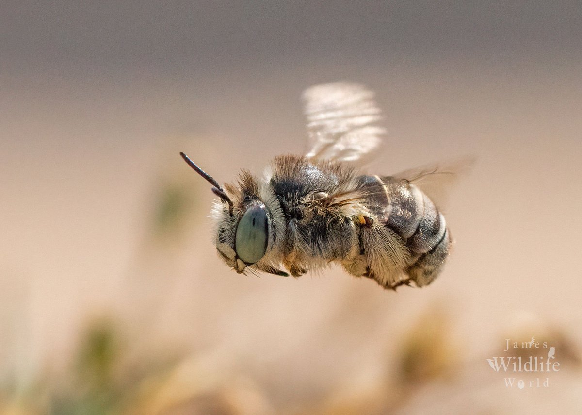 james_wildlife's tweet photo. My green-eyed Bee 🎶🐝

#DiggerAlley @RSPBMinsmere https://t.co/X2uYMhaUKU