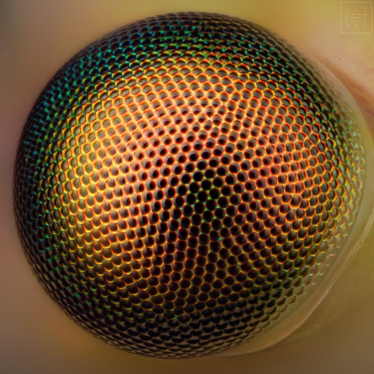 sagaOptics's tweet photo. Eye of a lacewing. The predatory insects can perceive the ultrasonic of bats, fold up their wings and fall to the ground. Good tactic, albeit with a crash landing. 151 shots with @MitutoyoAmerica Monster M Plan 20 🔬@ 0,002mm stepsize. #stacking #focusstacking #fokusstacking #eye https://t.co/WD46B7EhAl