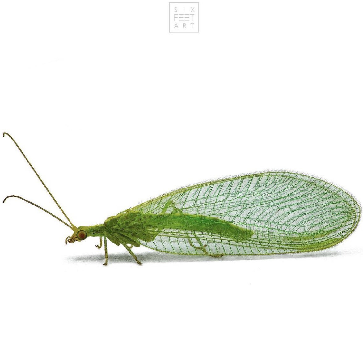sagaOptics's tweet photo. Eye of a lacewing. The predatory insects can perceive the ultrasonic of bats, fold up their wings and fall to the ground. Good tactic, albeit with a crash landing. 151 shots with @MitutoyoAmerica Monster M Plan 20 🔬@ 0,002mm stepsize. #stacking #focusstacking #fokusstacking #eye https://t.co/WD46B7EhAl