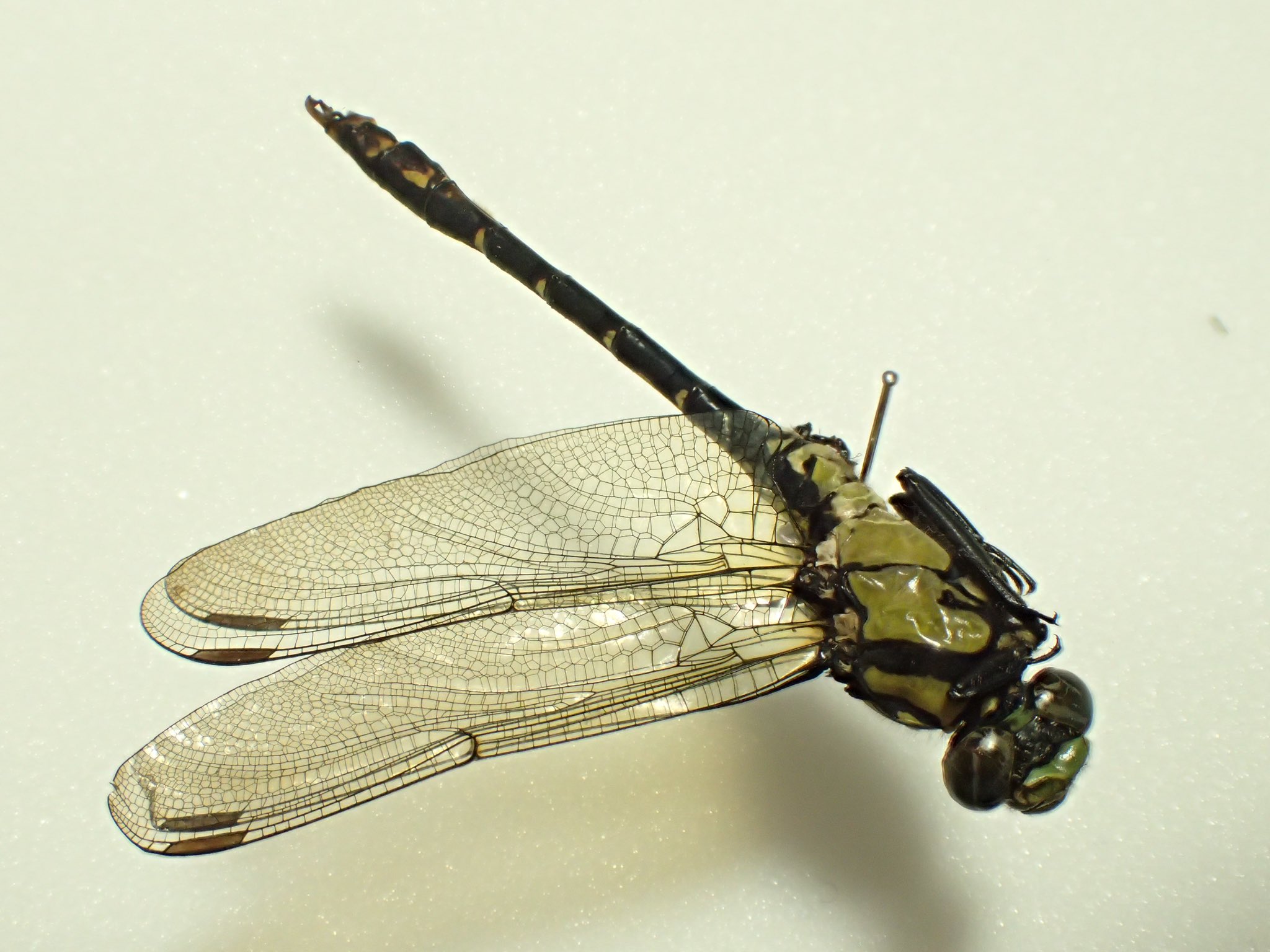 トンボ 標本 トンボ標本 - メルカリ