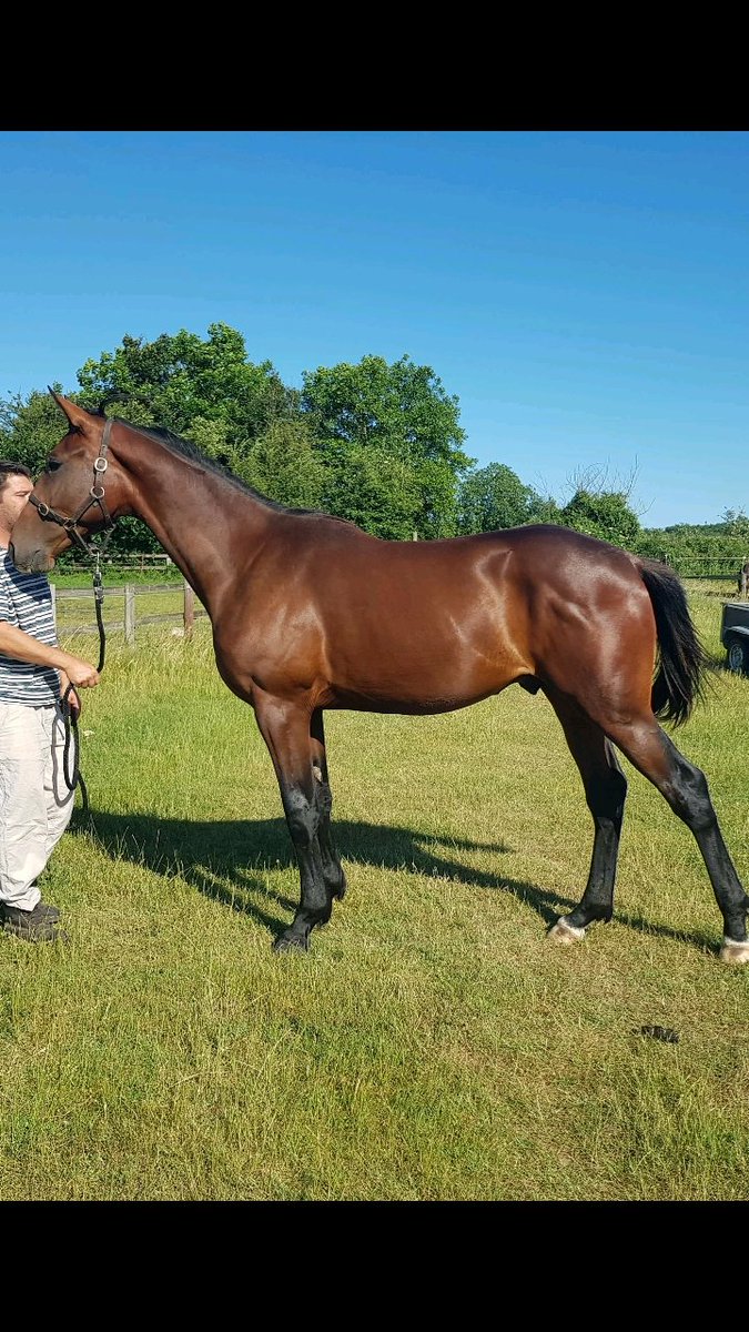 Popeye558's tweet photo. Locki du Fer par Uriel speed et Victory Pride numero 1 de la vente de selection arqana https://t.co/76wCunfdNx