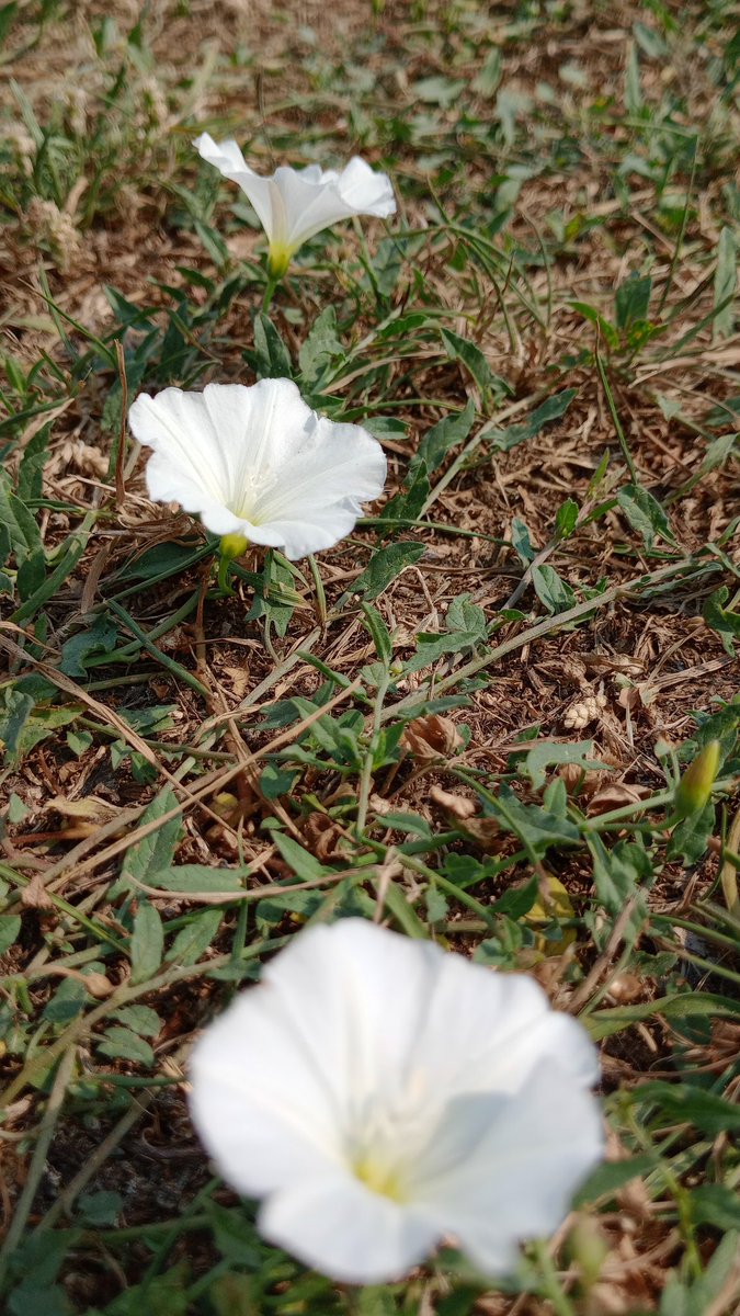 thank you flowers