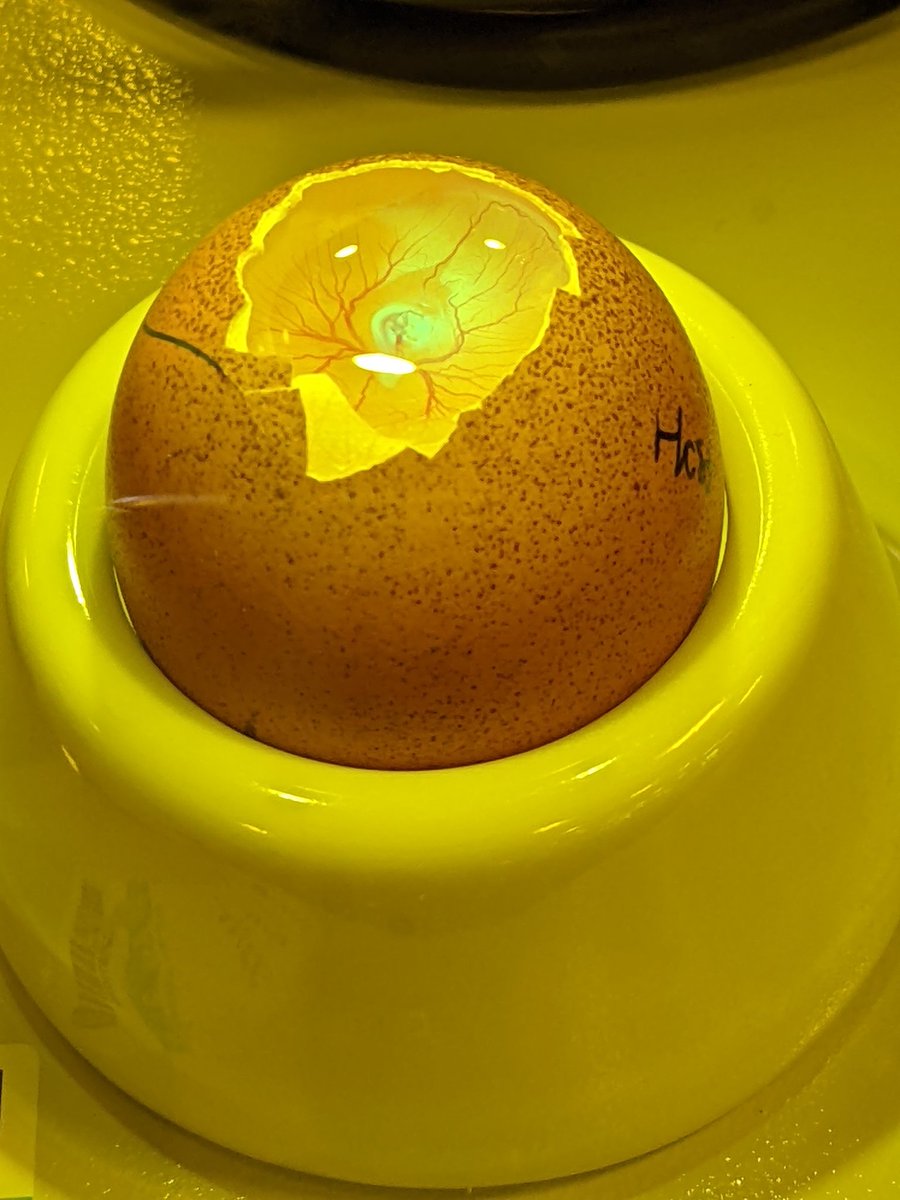 SWiggins__'s tweet photo. Had such a great time at #egged2022 this past week! Met so many talented researchers and learnt about some really cool techniques! Really excited to see where this all goes! Thank you so much @twobluechickens,  @GlanceScience and all funders! https://t.co/i2adcJFaJ4