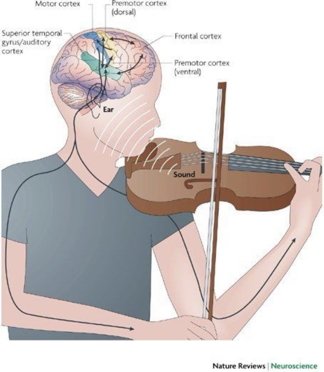 OGdukeneurosurg's tweet photo. Impact of playing the violin and creating music on the brain. Credit: Nature Reviews https://t.co/VE1v4x76TN