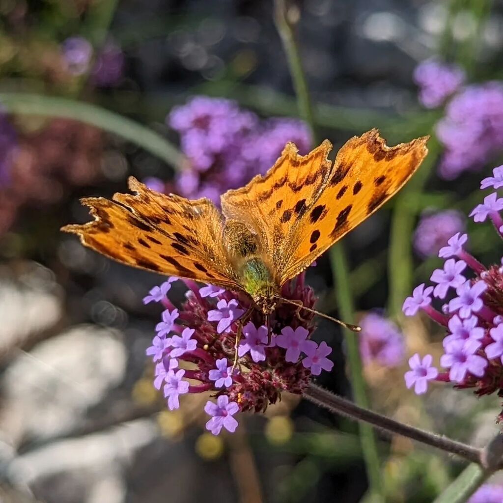 bobpullen's tweet image. Tonnes of butterflies in the garden today ❤️🦋 #butterfly #britishsummertime #insectsofinstagram #nofilter instagr.am/p/CgE3dzfst0y/