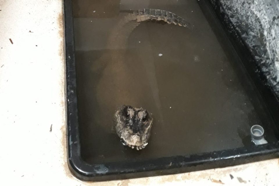 Mediavenir's tweet photo. 🇫🇷 FLASH - 2 crocodiles vivent depuis 20 ans dans le sous-sol du pavillon d’un couple passionné par les reptiles, dans l'#Essonne, sans pouvoir ni nager, ni réellement se déplacer. Les animaux n'ont jamais vu la lumière du jour depuis qu'ils sont là. (Le Parisien) https://t.co/fJoG2XWS59