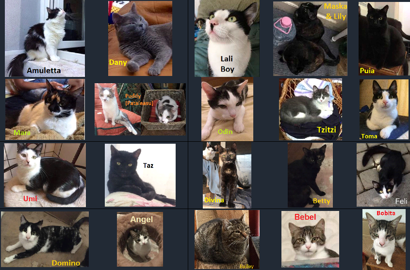 Helensification's tweet photo. I help a cat rescue in Romania called Lara's Rescue. It is a private home in Romania where Claudia singlehandedly looks after 125+ animals. It is named after a special kitten that took her heart before she passed. Here are just a few of the kitties in the rescue. https://t.co/vi7mqoKQyk
